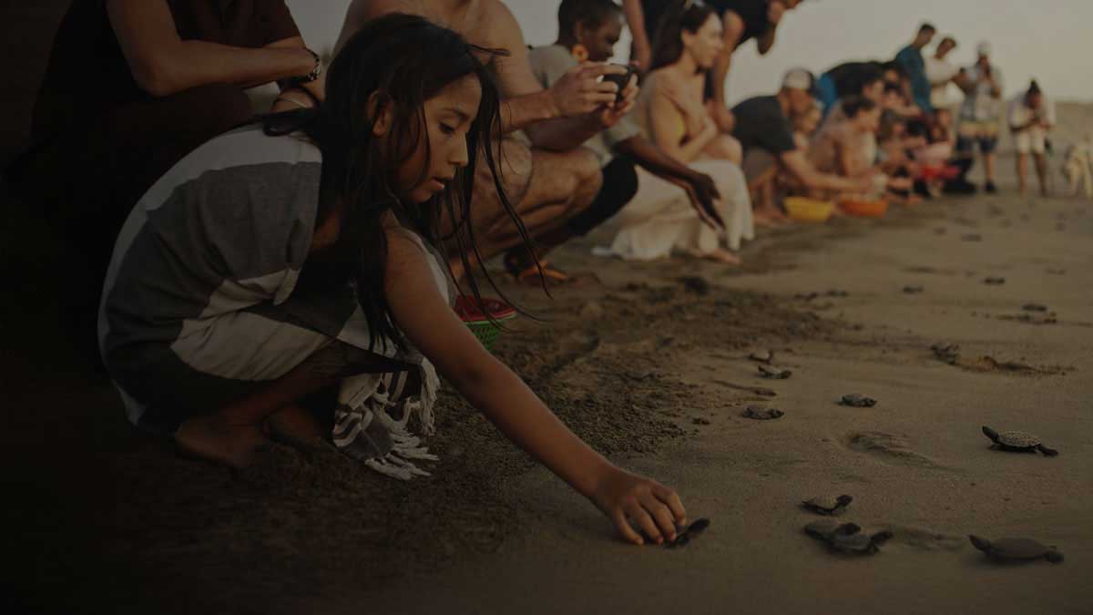 Turtle Sanctuary